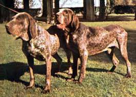 Perdigueiro de Burgos